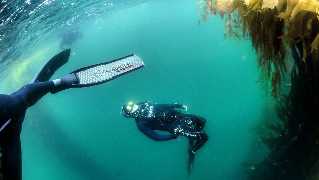A free diver ascending underwater next to giant kelp stalks