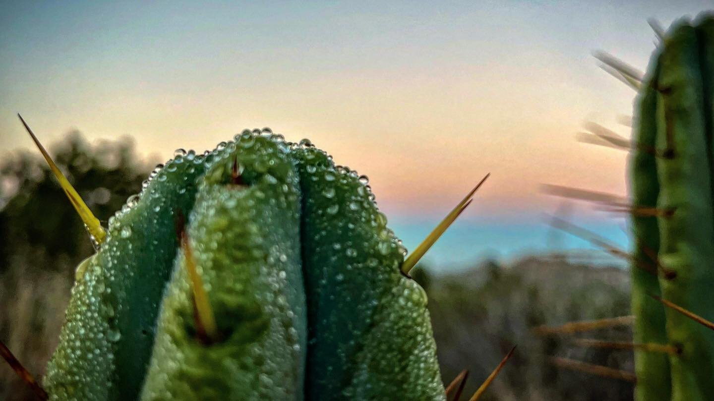 close up of the top of a cactus with droplets of water on it as the sky in the background transitions from twilight cool tones to dawn warm tones