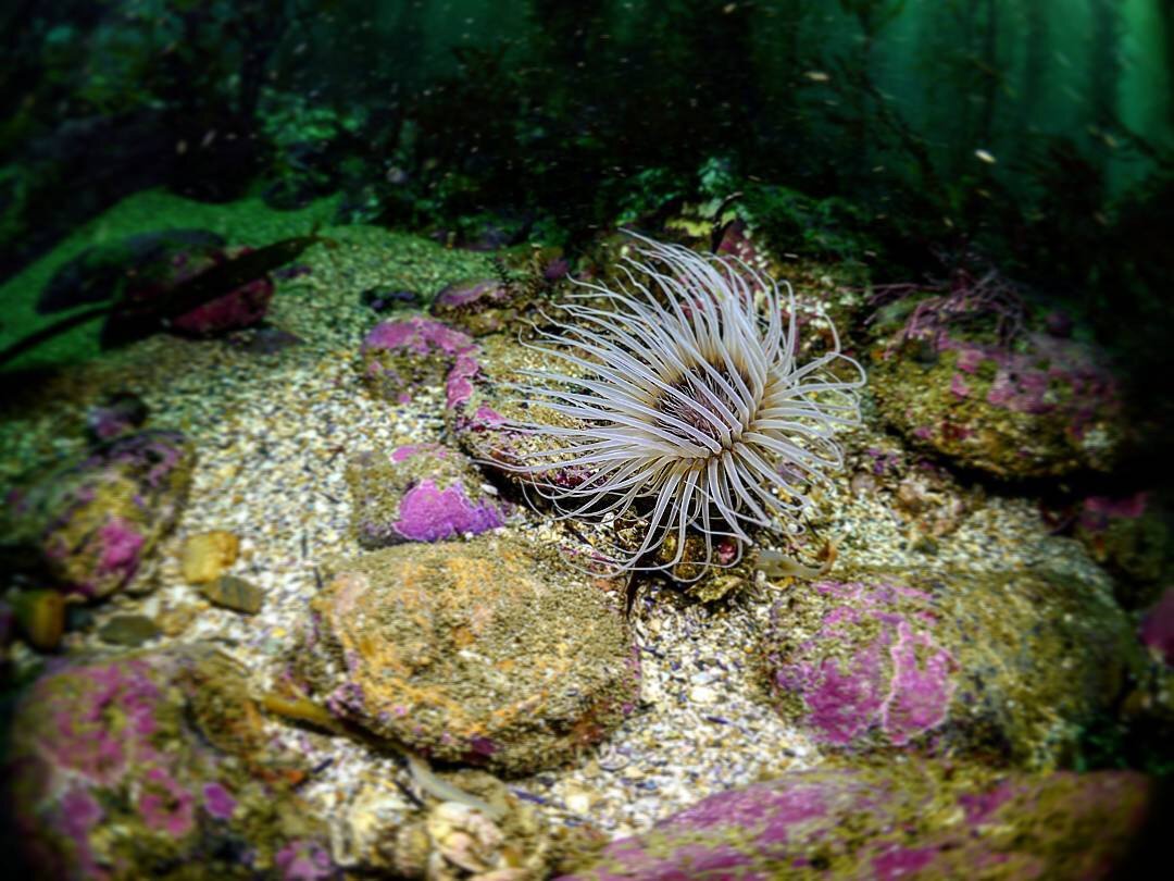 an underwater anemone with its long tendrils waving in the swell