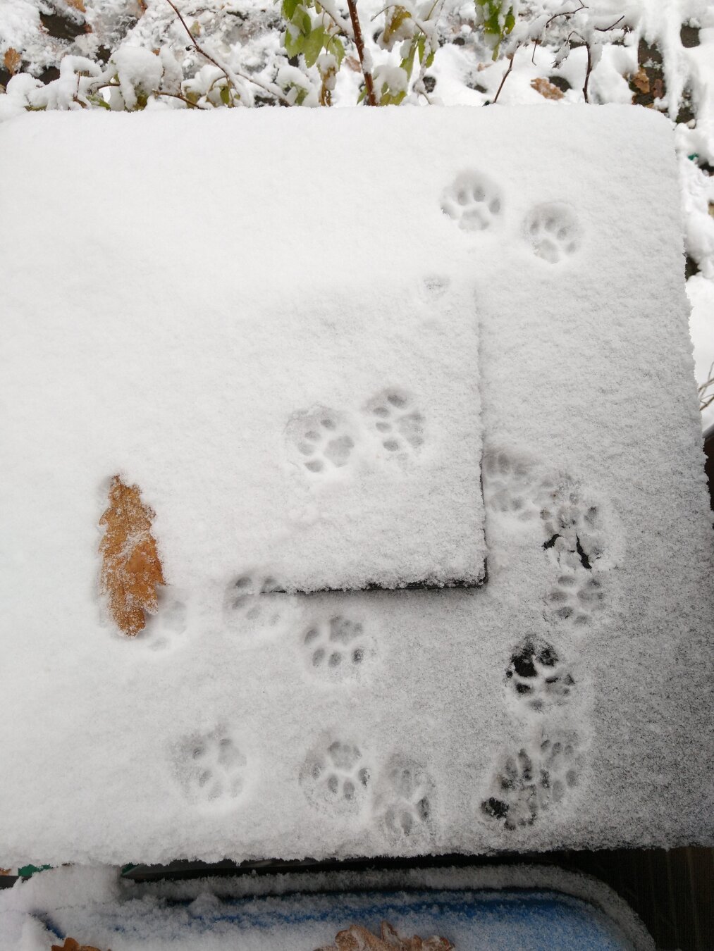 paw prints on a bin covered in snow