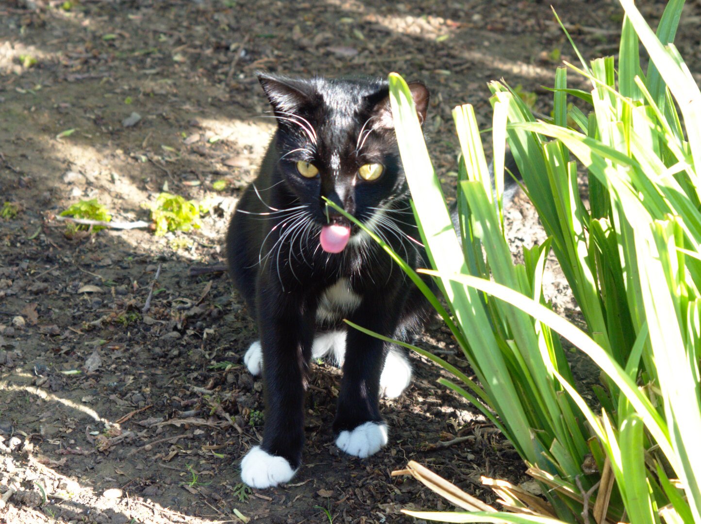 Black and white cat sitting beside a green plant and sticking its tongue out