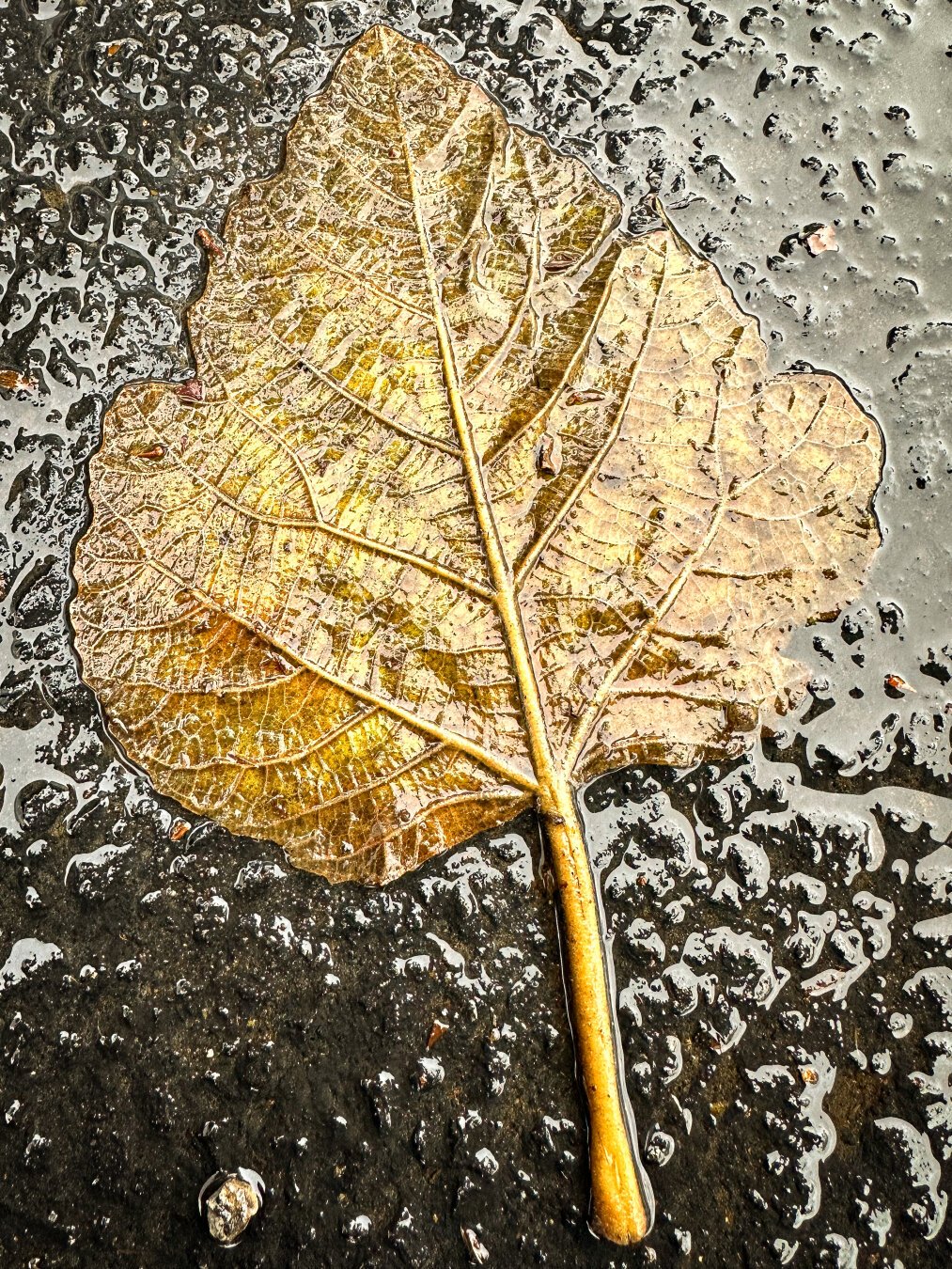 A wet yellow maple leaf flat on the wet ground which are wet from morning rains. The photo has a very glossy, shiny look, almost like wet plastic has been poured on top of the leaf and ground.
