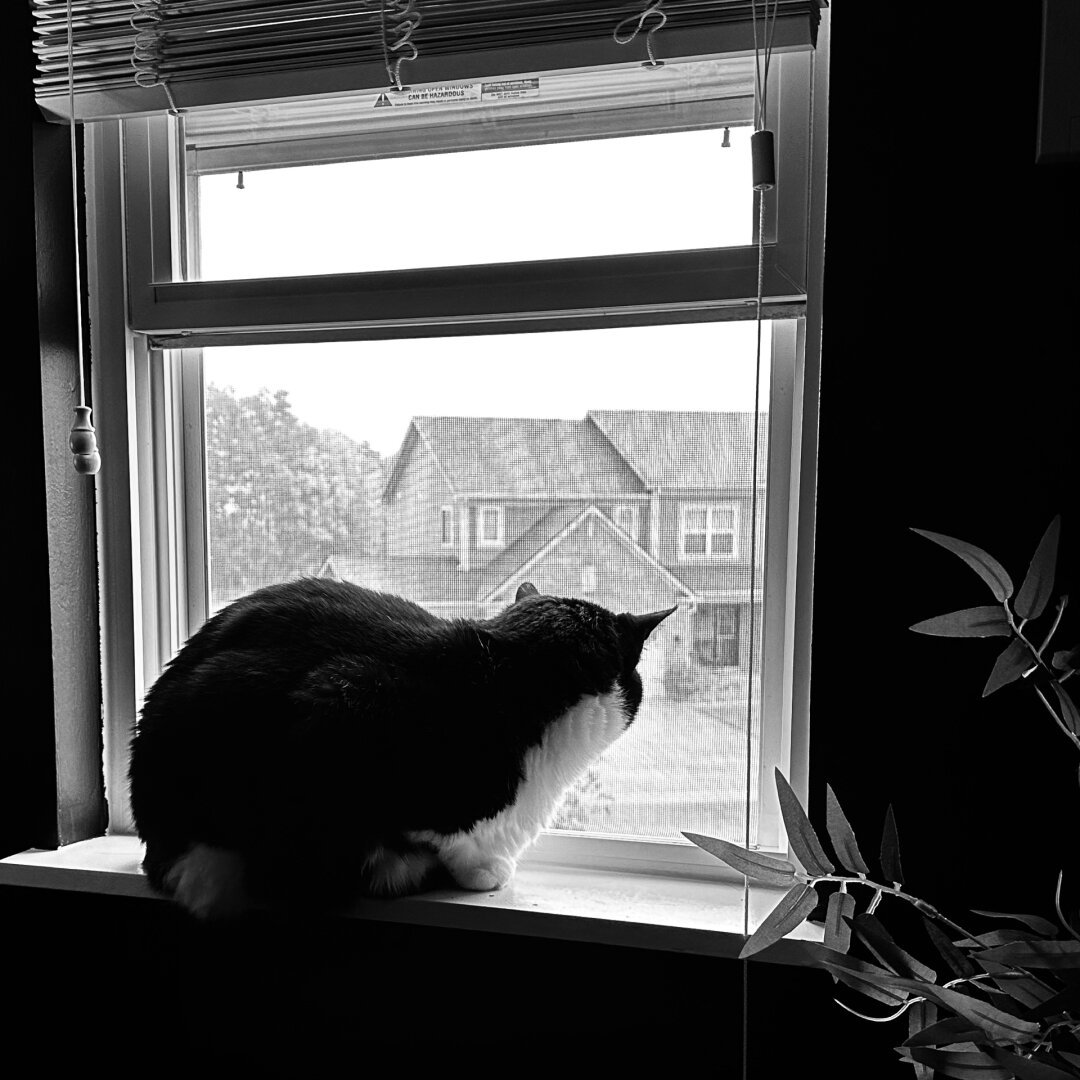 Black and white picture of a cat, sitting in a window, watching the rain.