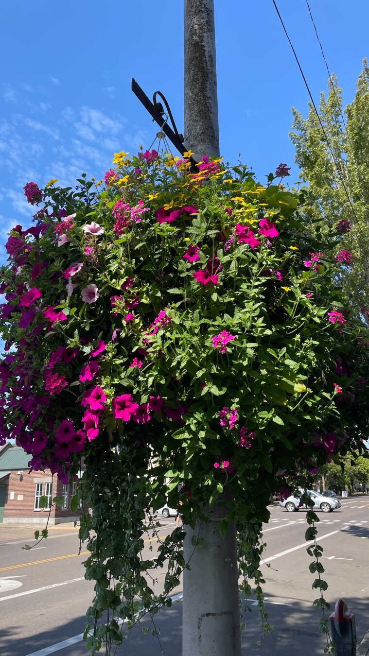 Hanging pot of flowers in downtown Corvallis Oregon