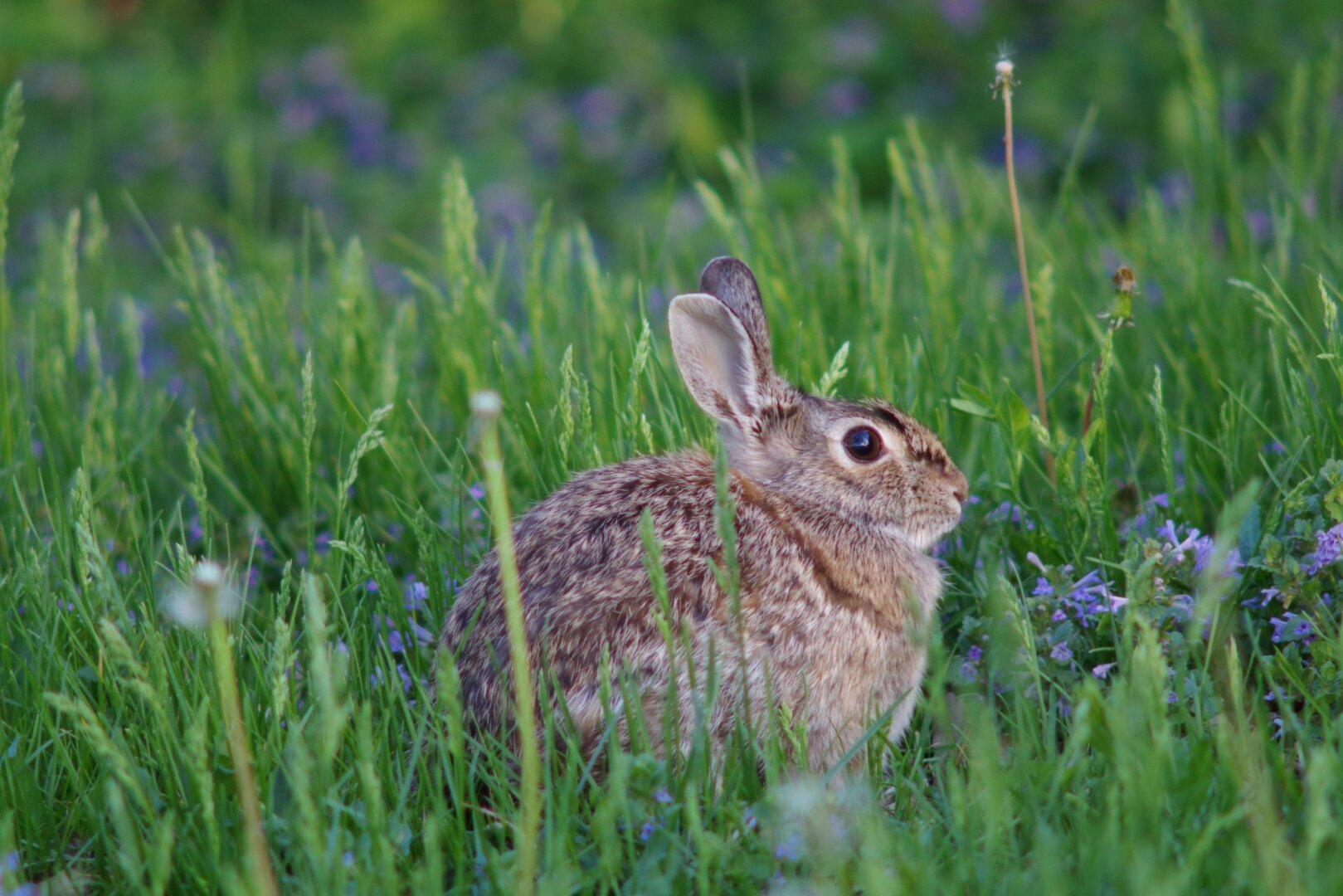 An eastern cottontail rabbit sitting in a mix of grass and flowers about the same height as it.