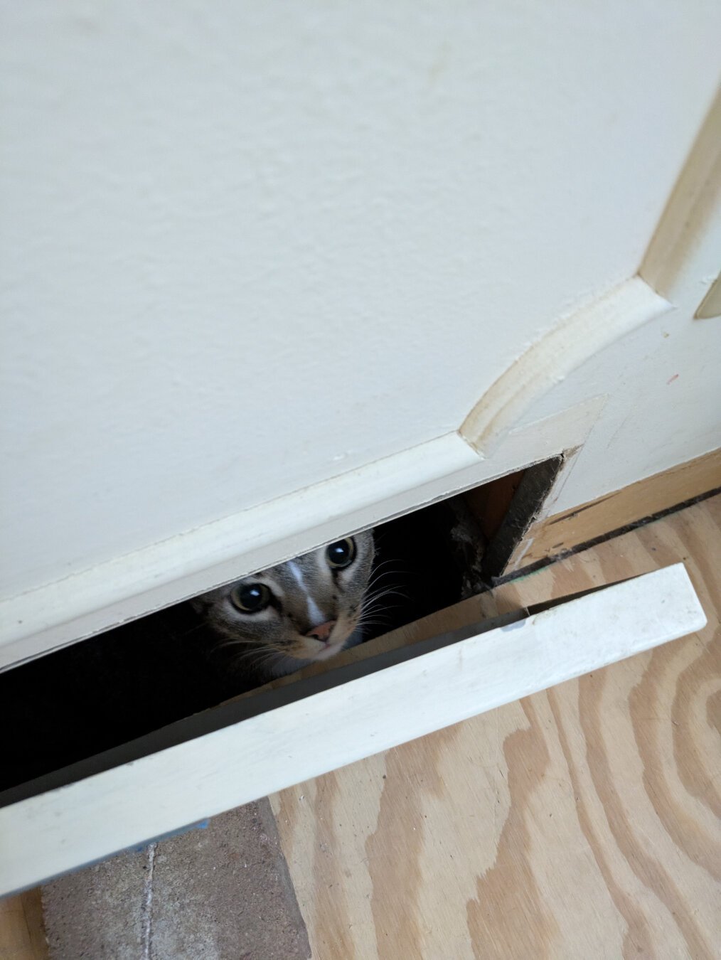 A cat (Webster) peeking out from a small crack in a vent cover.