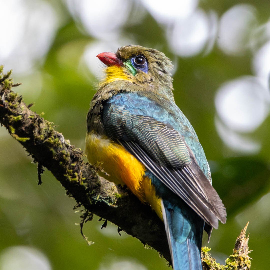 A Javan Trogon, a bird with bright blue and yellow feathers, perched on a large branch.