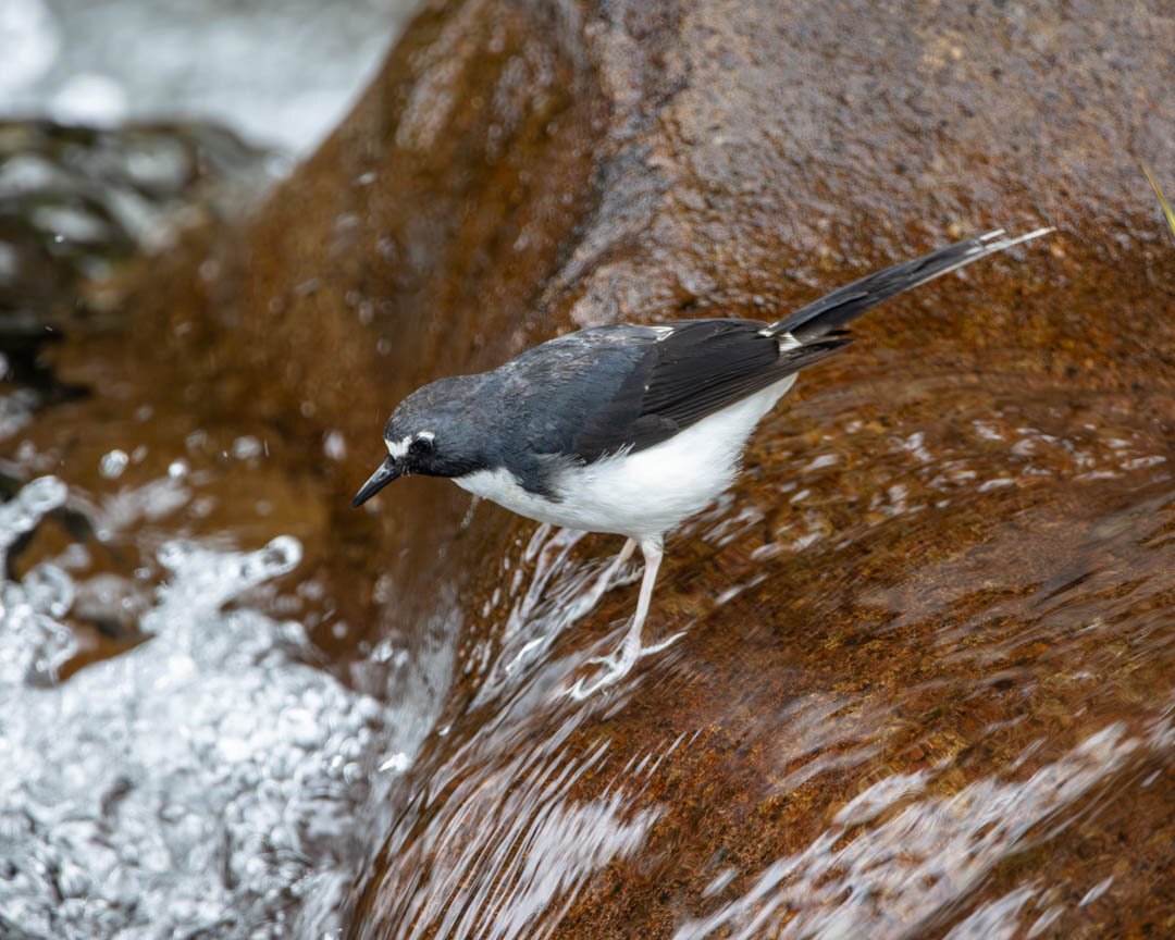 A Sunda Forktail, standing on a rock with water rushing all around, looking down into the water for prey.