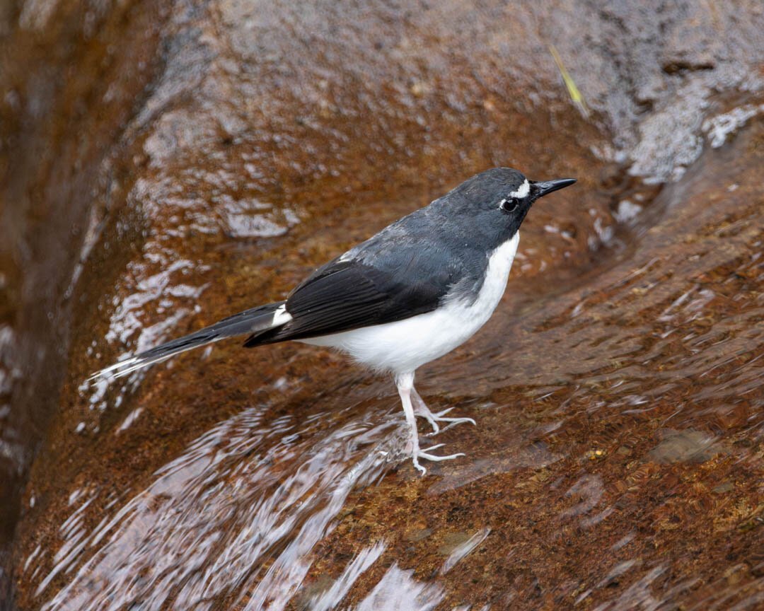 A Sunda Forktail, with black and white plumage, standing on a rock with water rushing over it.