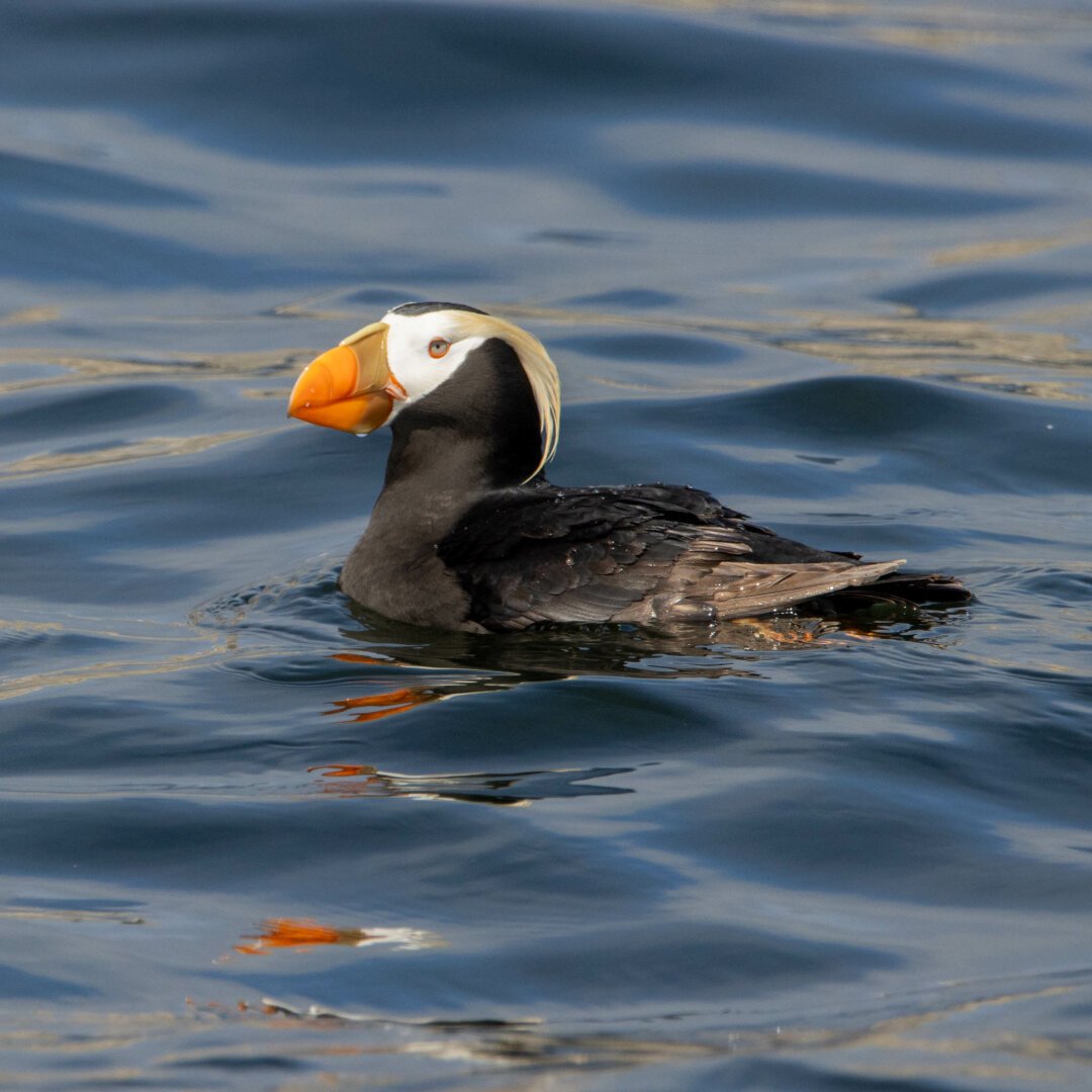 A Tufted Puffin, with a bright orange beak and golden tufted feathers, seen on the water.