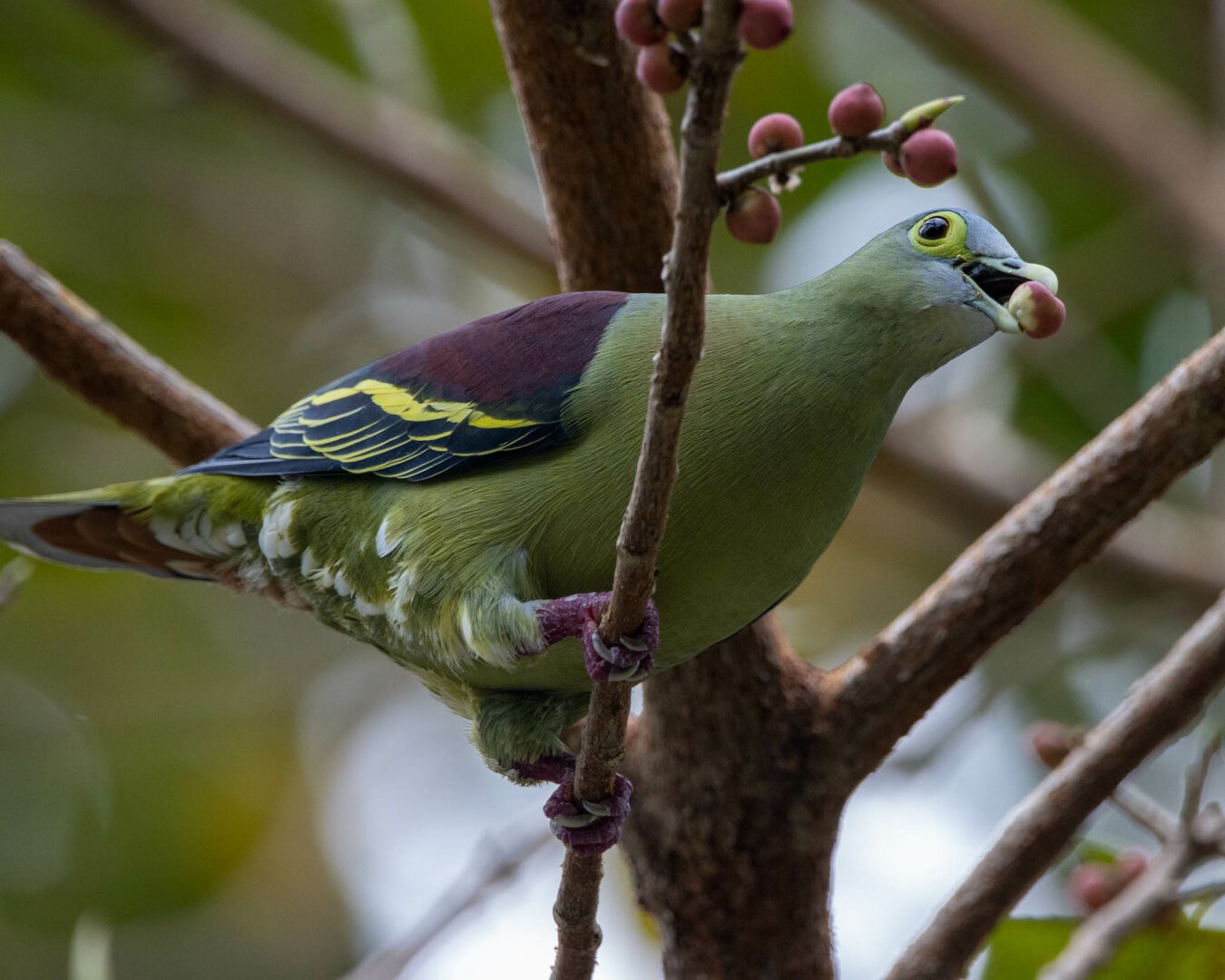 A gray-cheeked green pigeon perched on a tree, a small fruit clutched in its beak.