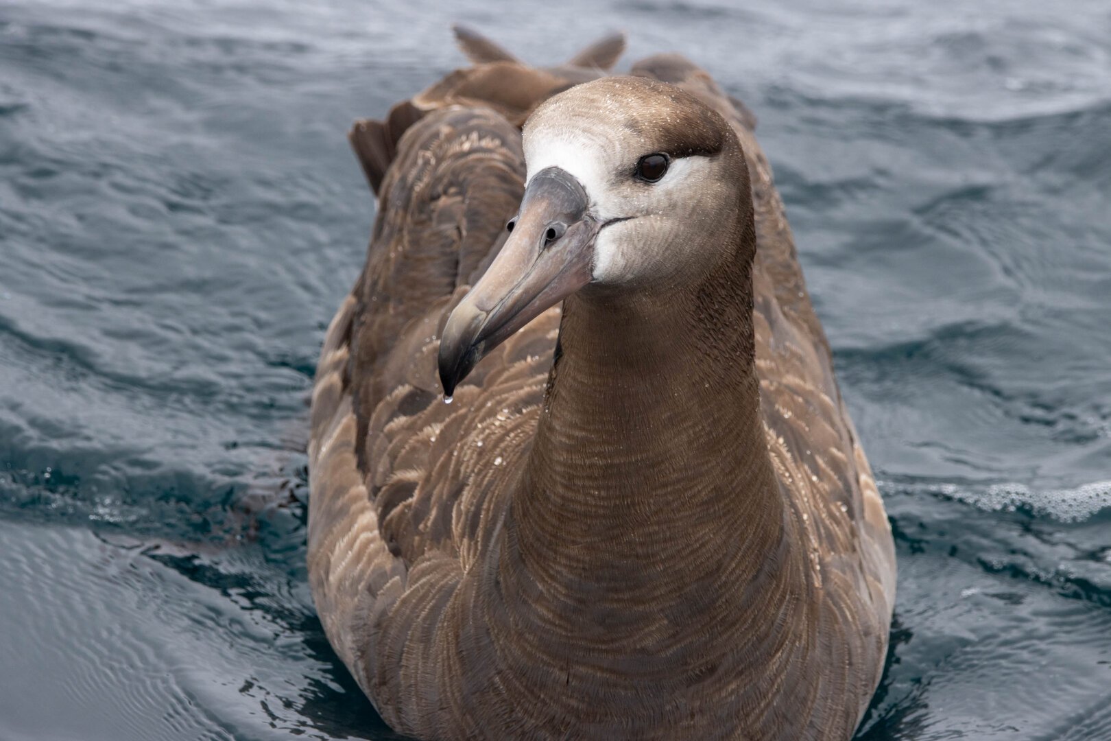 Close-up of a Black-Footed Albatross sitting on the ocean.