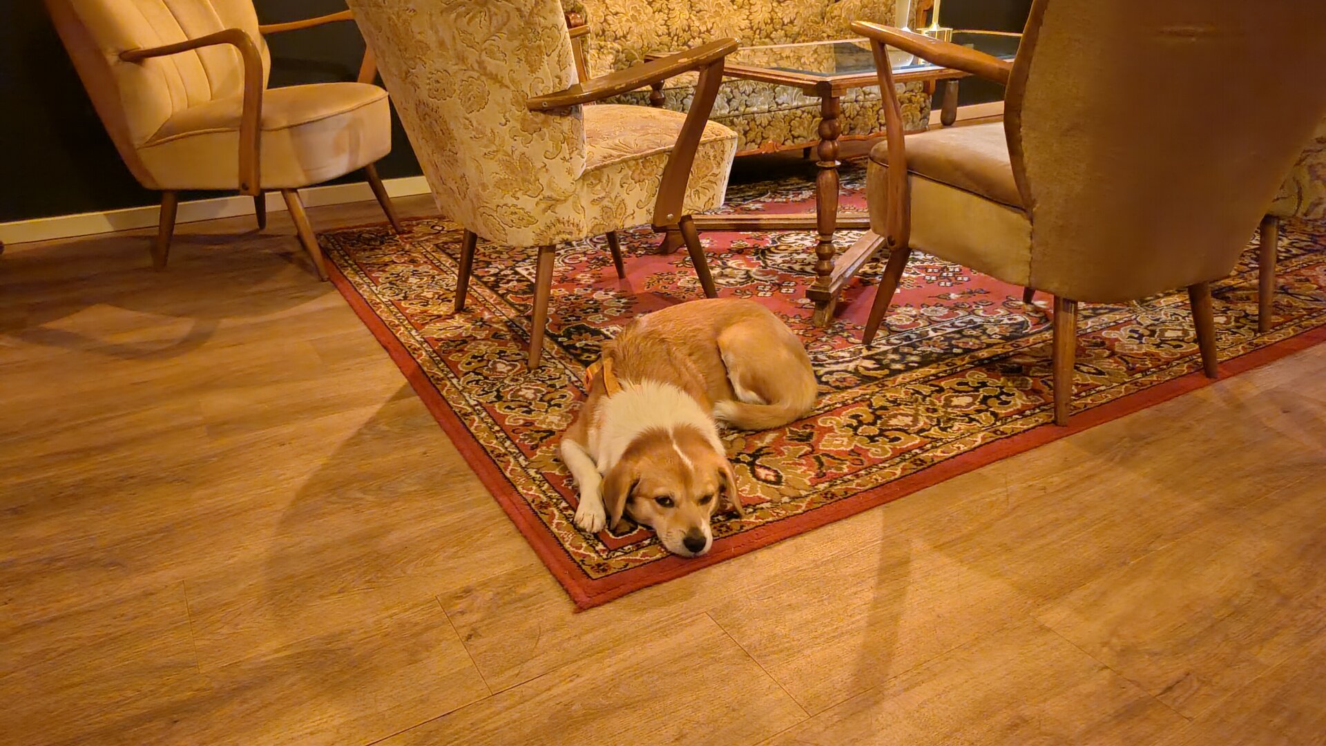 Draguta is lying down on a carpet while her friend is busy writing