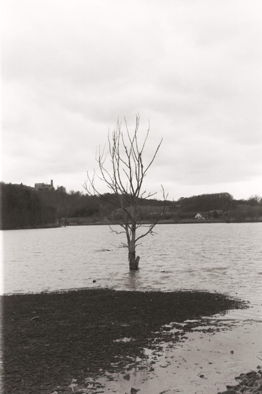 A single tree in the water. no leaves. Just the stem