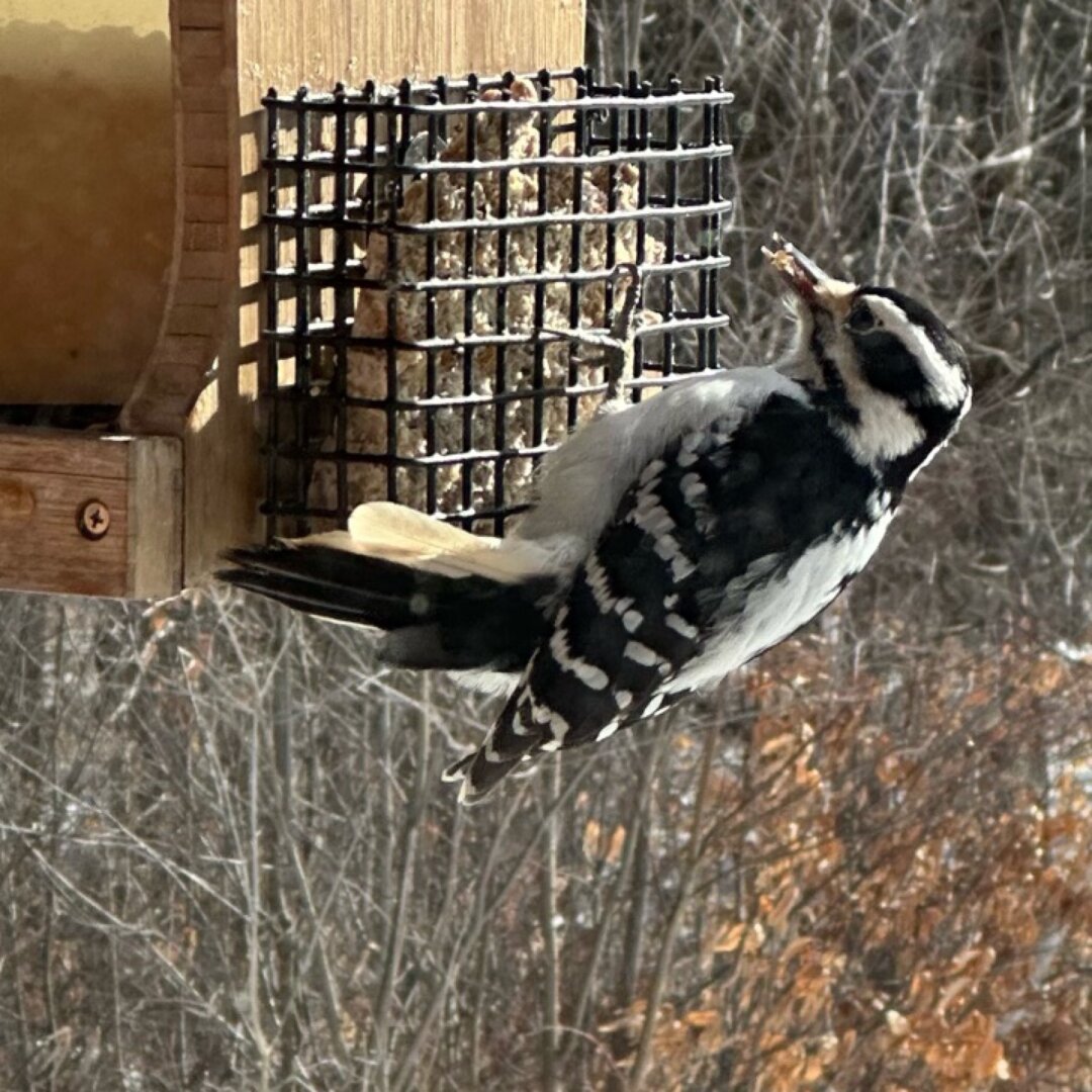 A hairy woodpecker hangs from the underside of a suet holder on a birdfeeder. He has a mouthful of suet and nuts, and is stuffing his belly.