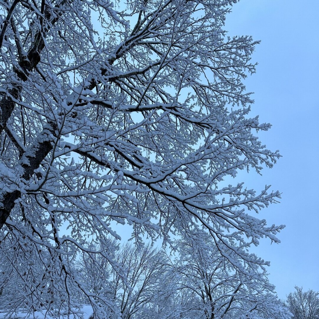 Looking up into a tree in winter, the branches are thick with a layer of ice covered with snow.