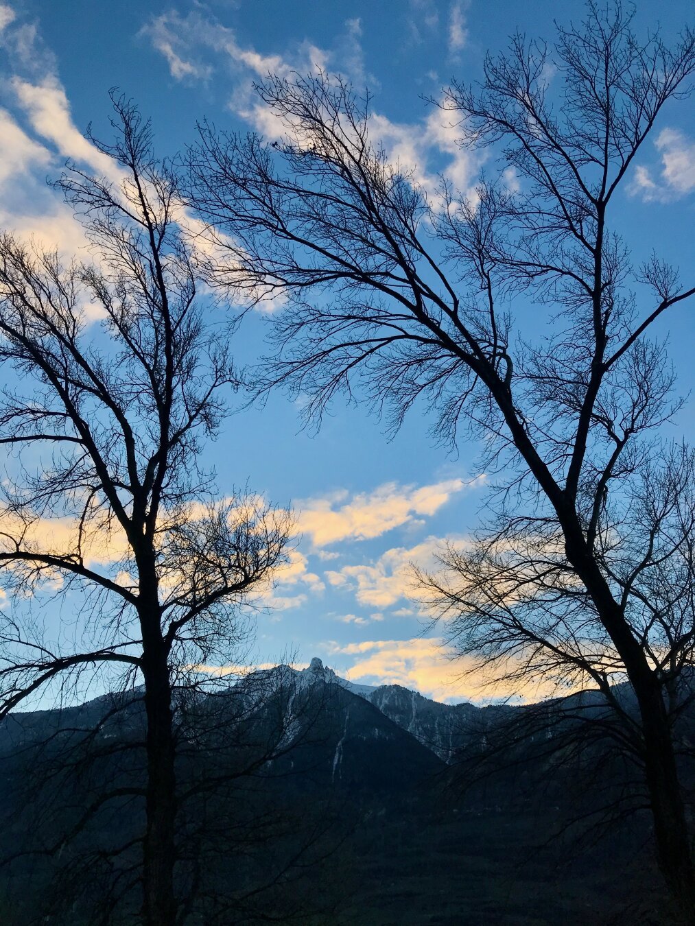 Deux arbres devant une chaîne de montagnes au lever du soleil.