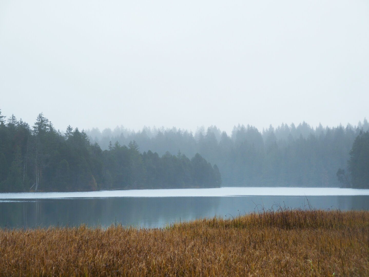 Petit lac sous un temps gris avec des roseaux brun-orange au premier plan et de la forêt à l’arrière.