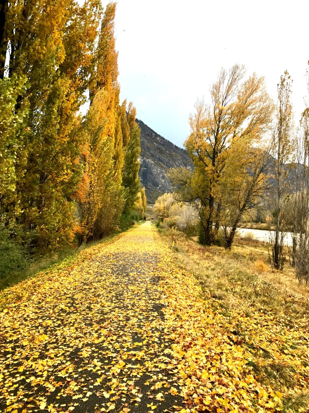 Feuilles mortes jaunes sur une route avec des arbres (peupliers) sur la gauche et une rivière sur la droite.