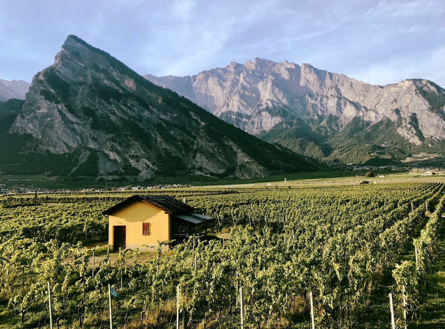 Yellow cabin in a vineyard with mountains in the background.