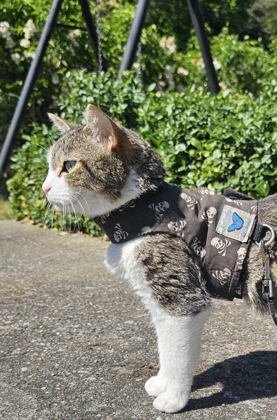 A taby cat wearing black harness with white skulls enjoying sunny day. She has a funny face - as usual and she looks at birds in the garden.