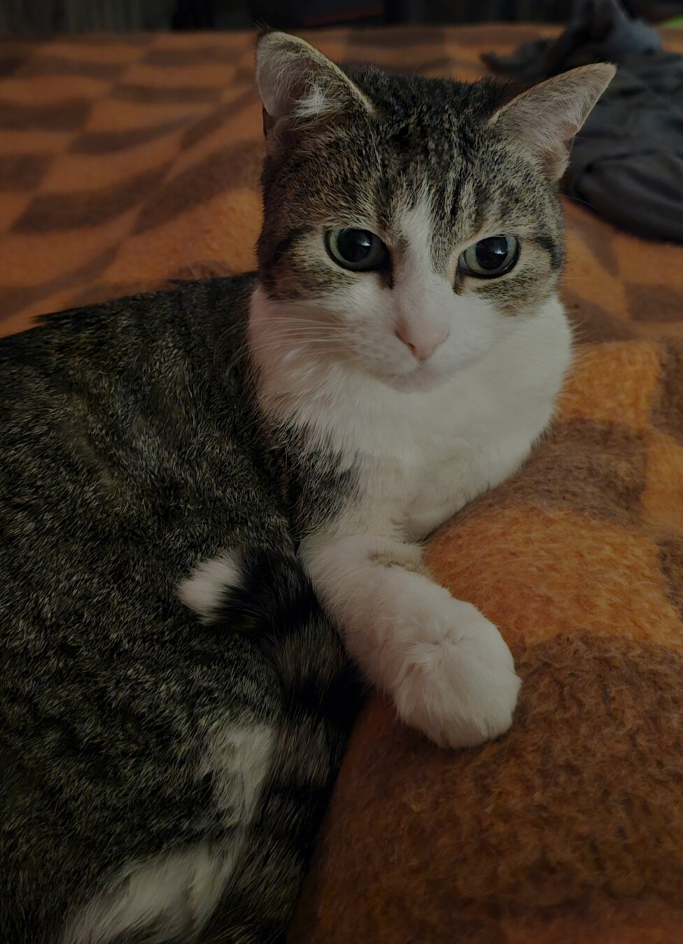 Taby cat Mina laying on the blanket looks into camera.