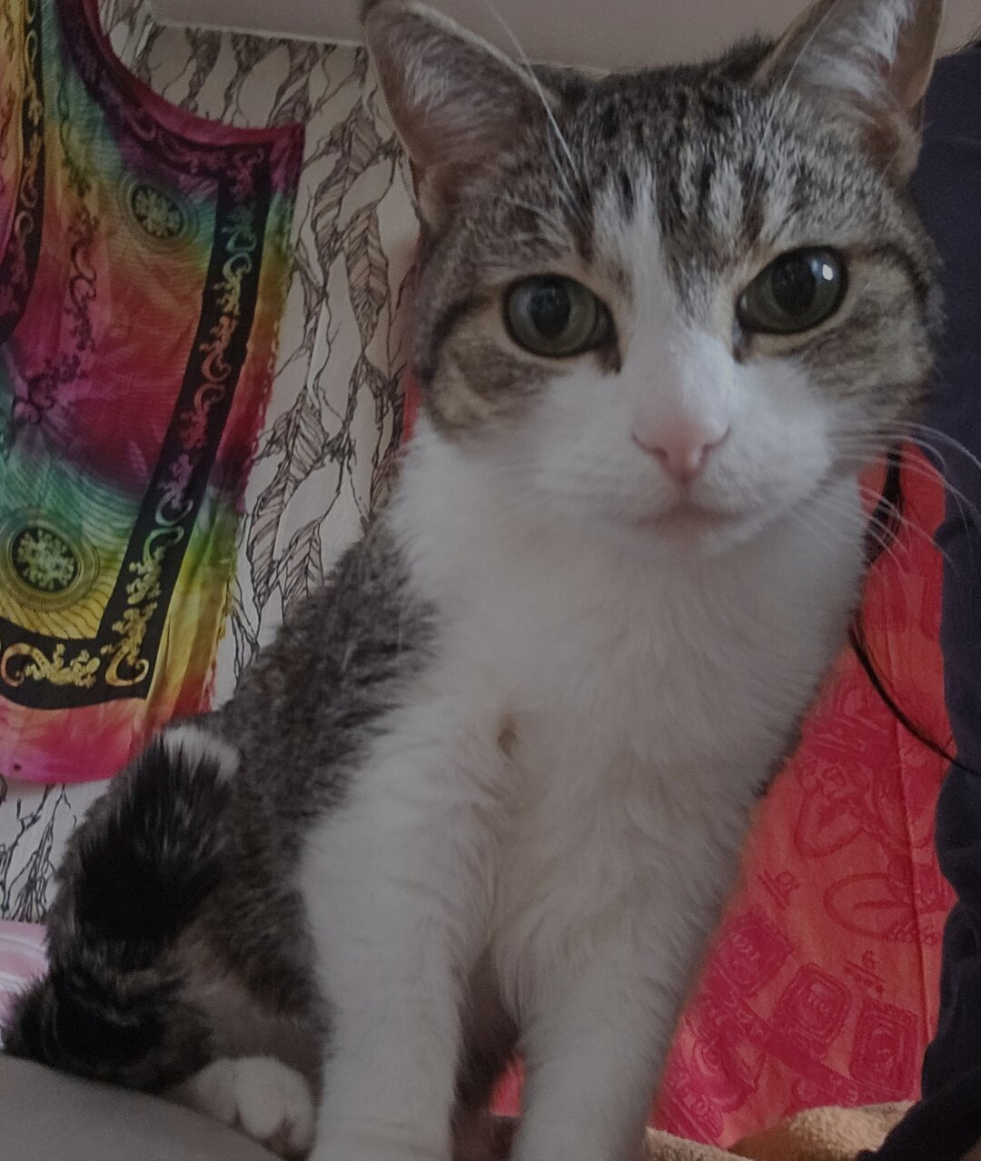 Mina, a taby cat (white nose, white neck, and belly) looking into camera.