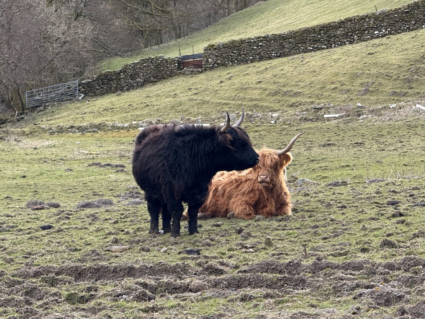 Two highland cows in a walled field. A black cow standing in the foreground in front of a brown cow laying down
