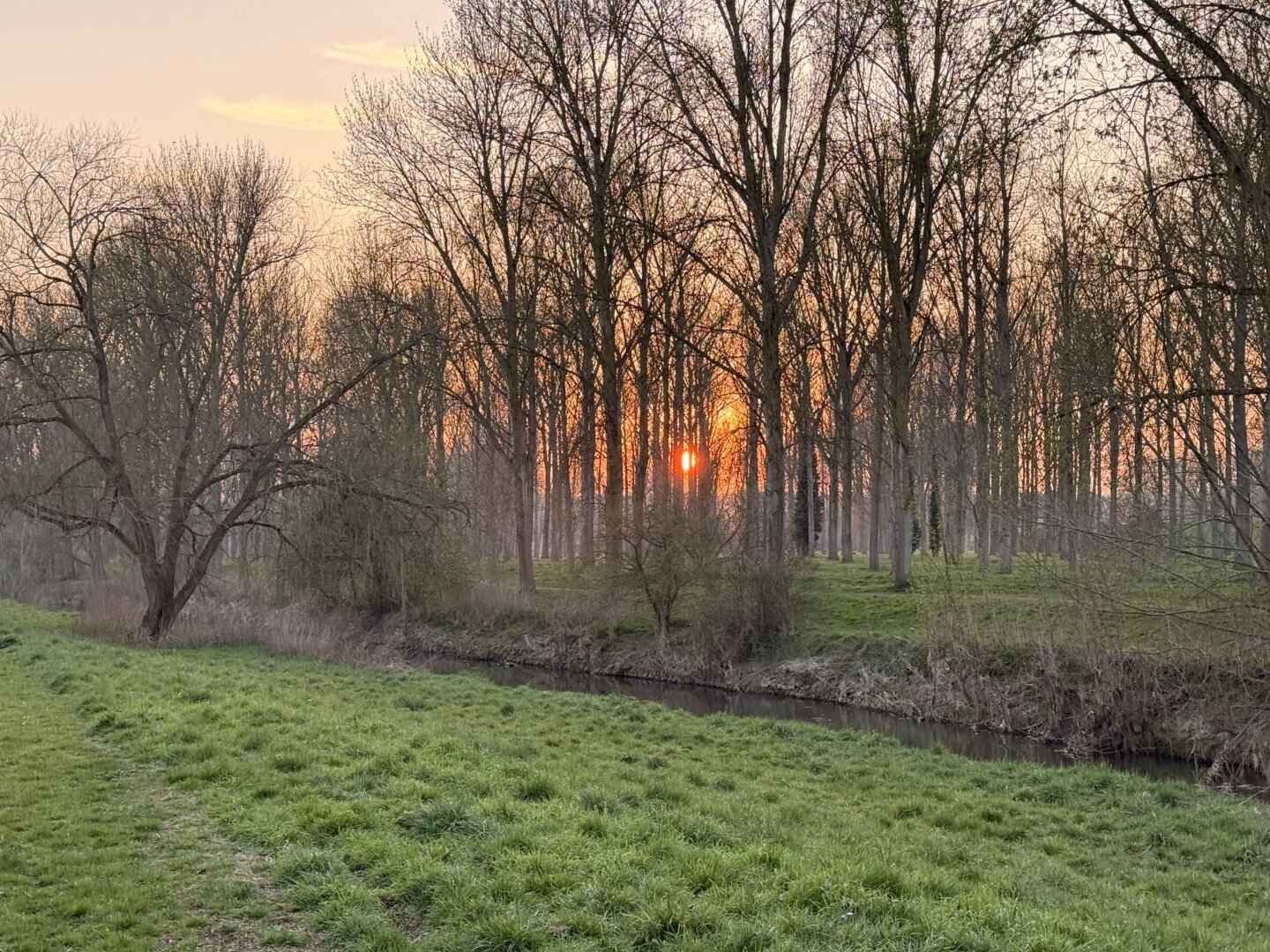 A sunset seen through a tree plantation