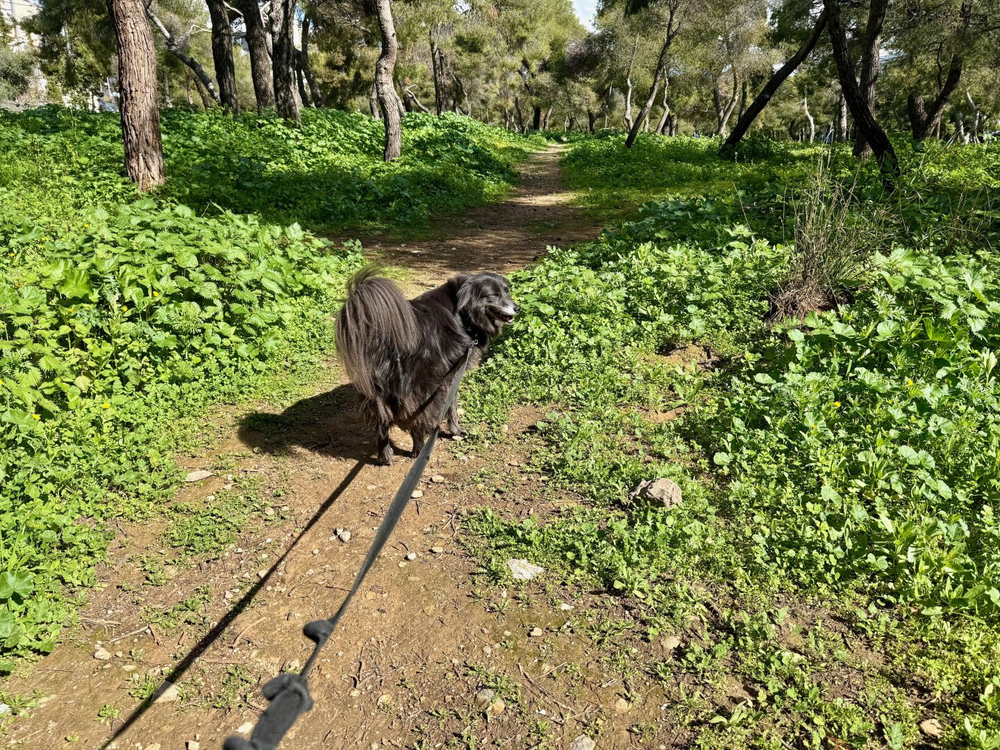 a dog in a leafy park