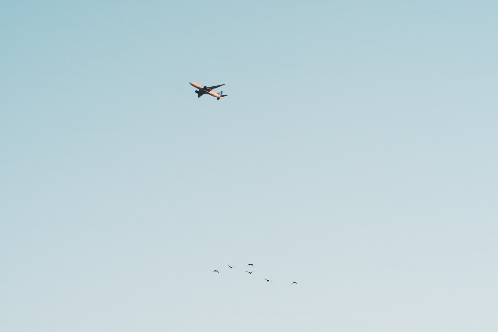 The image depicts an aircraft with its landing gear retracted against a light blue sky, indicating it is either ascending after takeoff or descending before touchdown at an airport. Below and slightly behind the plane, several birds are flying in close formation, suggesting they might be seagulls typically found near airports due to human activity attracting food sources like discarded litter. The absence of clouds suggests fair weather conditions during this time captured by the photograph. There is no discernible context or background story provided within the image itself; it's a straightforward capture of aerial transit and wildlife interaction in an urban setting, likely taken from ground level where birds are often spotted near airports for food scraps thrown out by passengers.