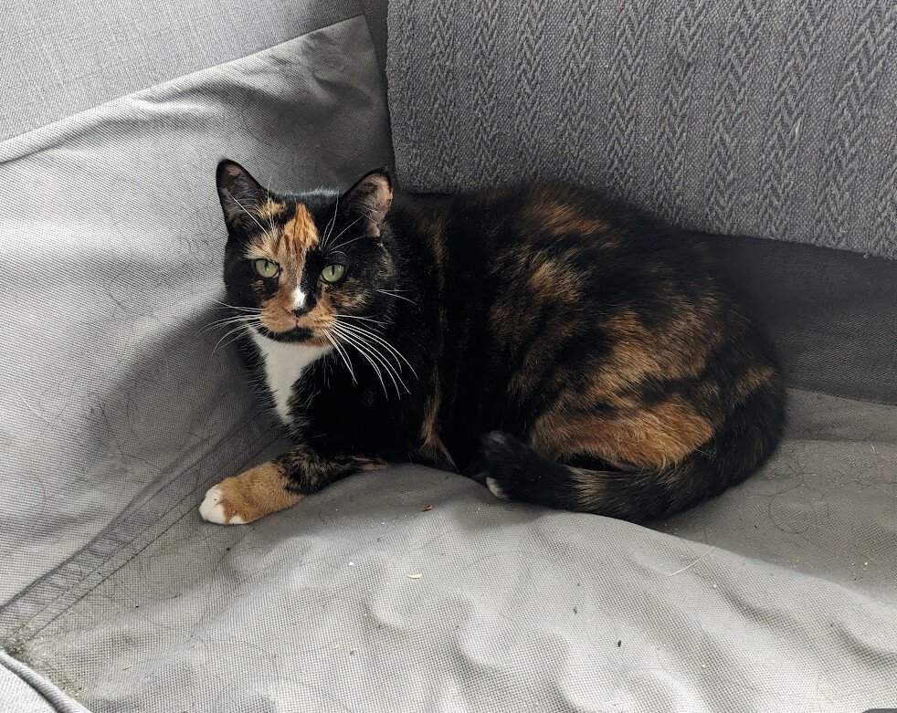 calico cat sitting on a gray couch. the couch is dirty, it has no cushion. The cat is looking straight at the camera and she's right at the corner. she looks cozy