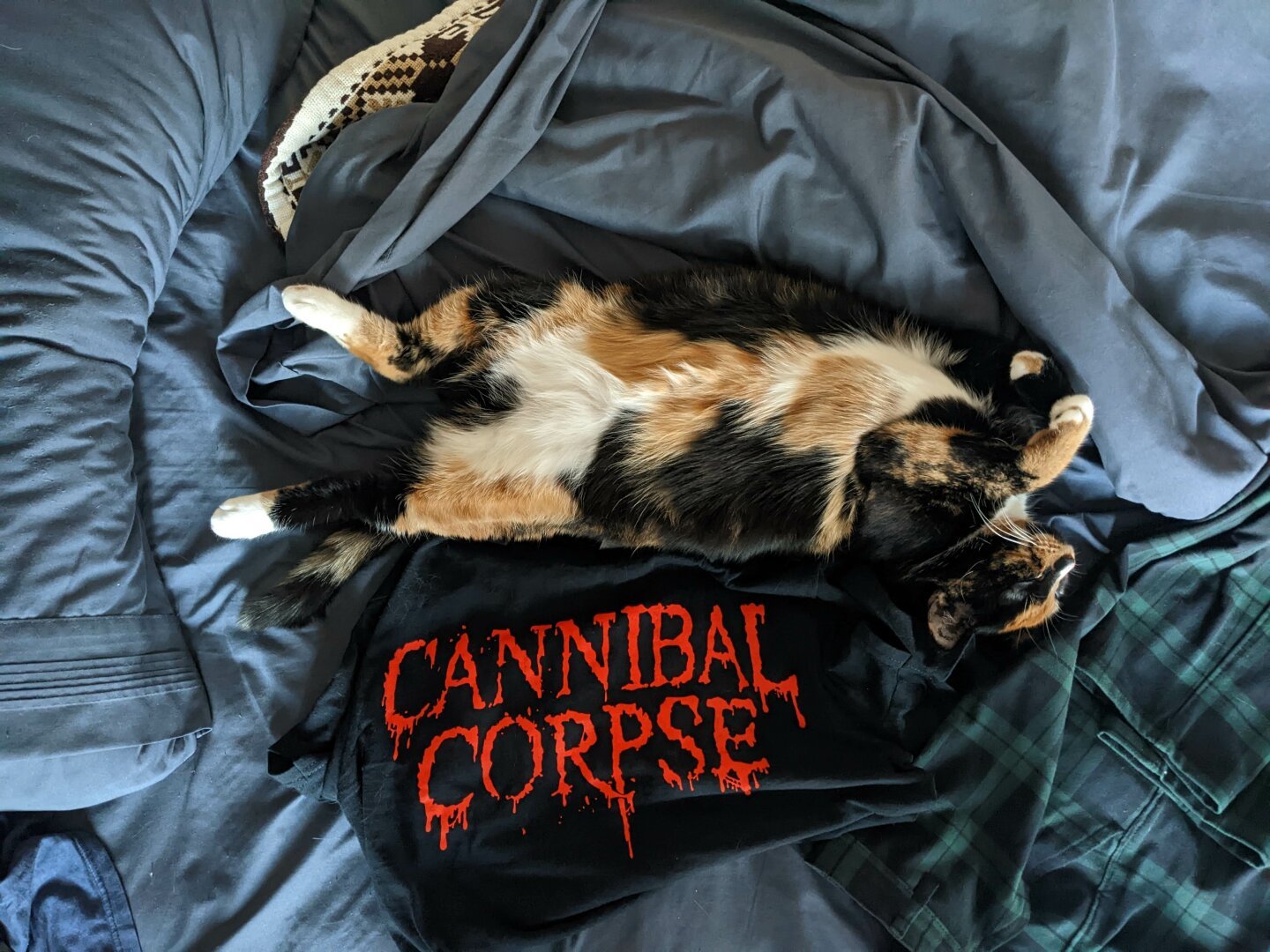 calico cat with her belly up lying on a black tshirt that says Cannibal Corpse written in blood looking characters. The cat and the tshirt are on a green sheet on a bed. The cat is white orange and black, and her face is pointing up/right
