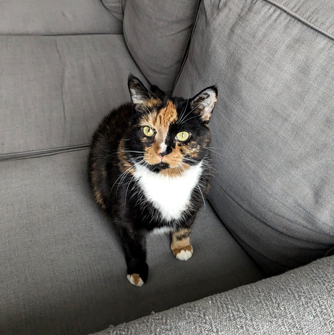 calico cat looking at the camera. she's white on her chest, with black and orange patches. The couch is gray. Hear ears are pointing straight up.