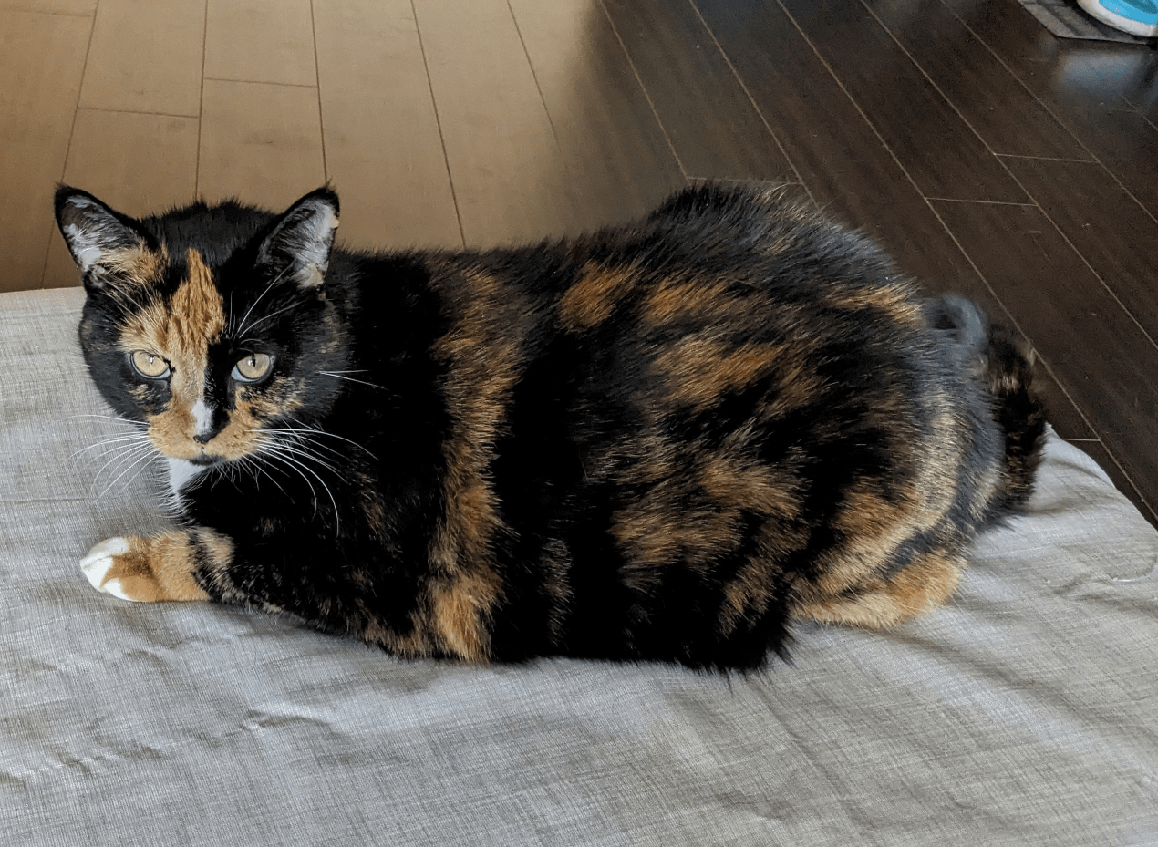 calico cat looking at the camera sitting on the top of a ottoman, body pointing on the left. she's white on her chest, with black and orange patches. The top of the ottoman is gray. Hear ears are pointing straight up.