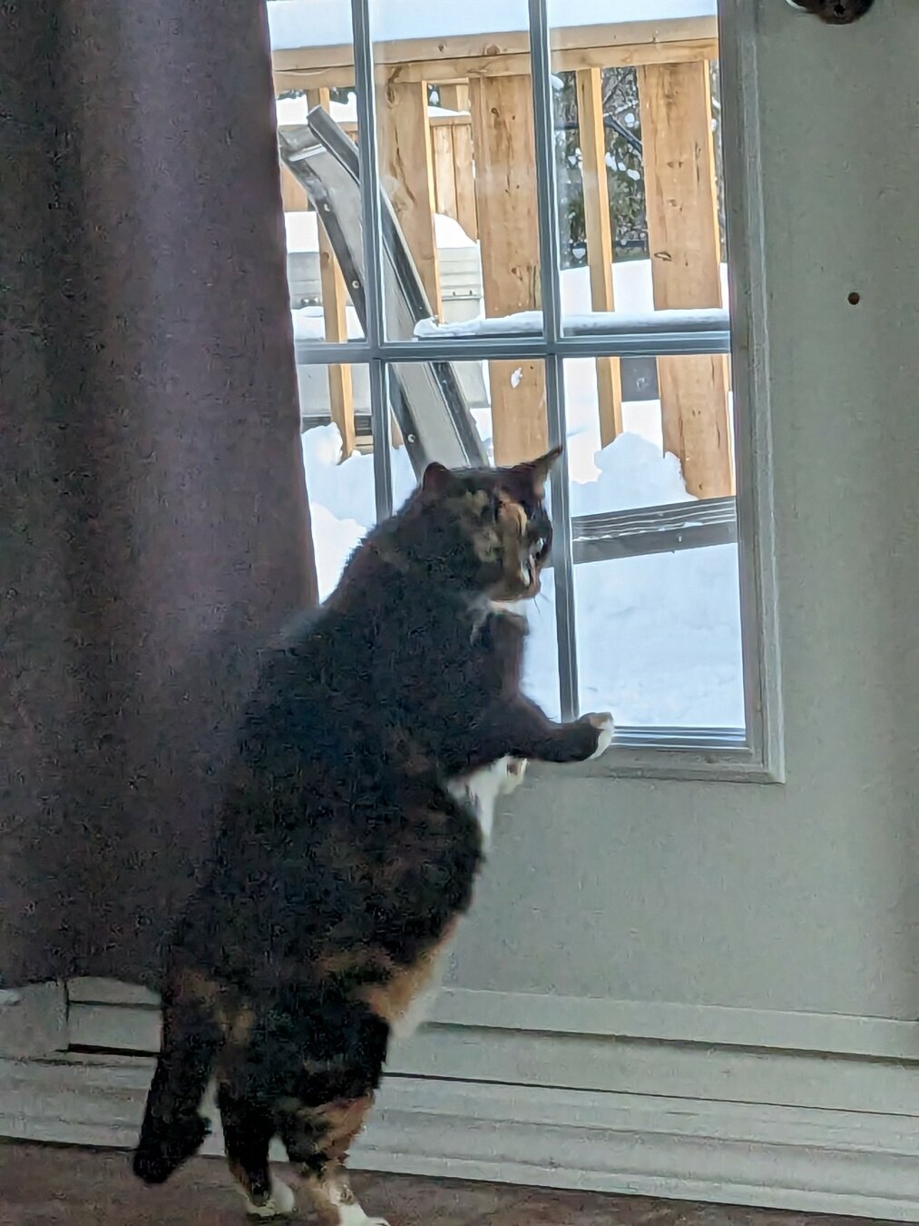 calico cat standing at a window/door looking at the snow outside. the windowed door's frame is white wood and the glass takes most of the space. The cat is looking on the side and we can see her face