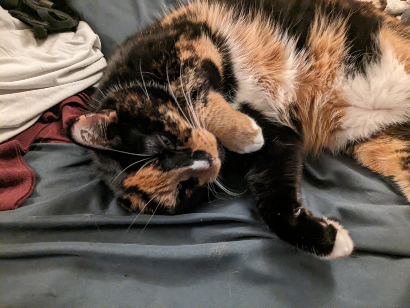 A sleepy calico cat with black, orange, and white fur lying on its side on a blue-grey bed sheet. The cat has medium-long fluffy fur, half-closed eyes, and one paw curled up near its cheek in a relaxed pose.