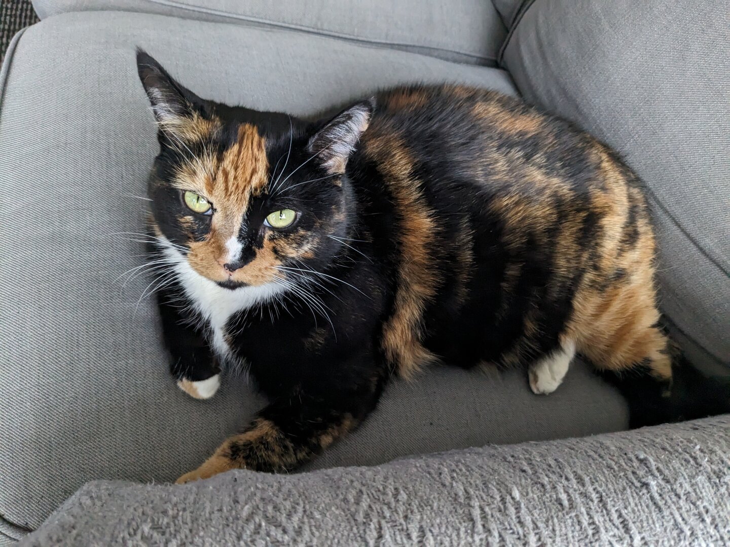 calico cat looking at the camera. she's white on her chest, with black and orange patches. The couch is gray. Hear ears are pointing straight up. The position is seated with all her legs