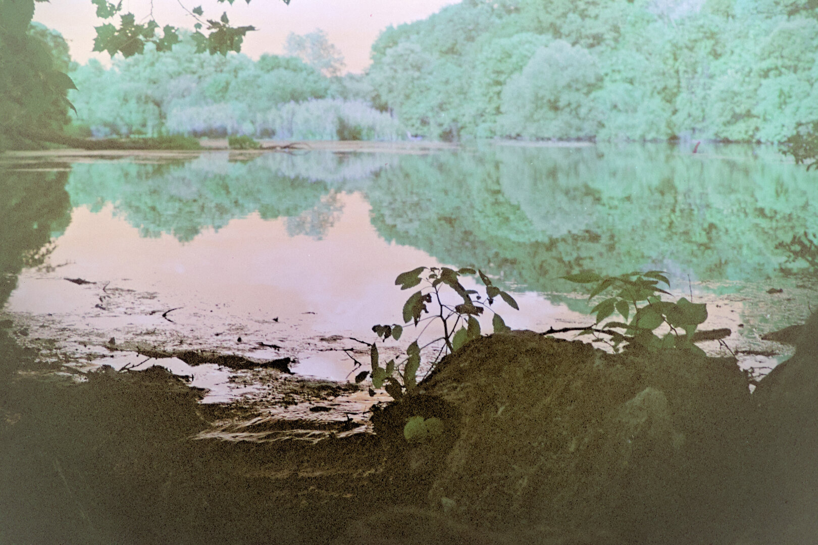 A few leaves on a twig sticks out from rocks, in front of a calm lake surrounded by forest.