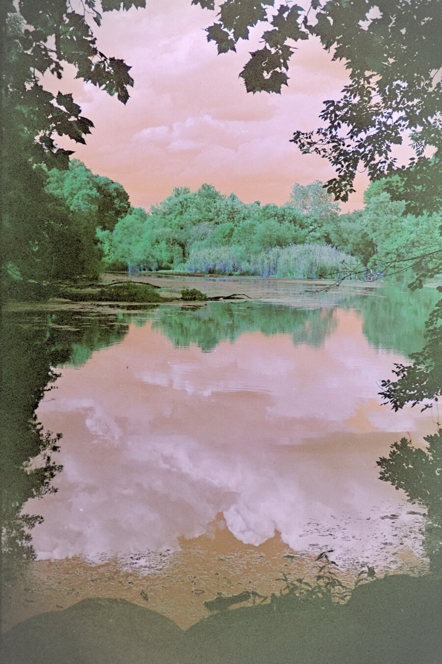 A lake surrounded by forest, framed by foliage and rocks in the foreground.