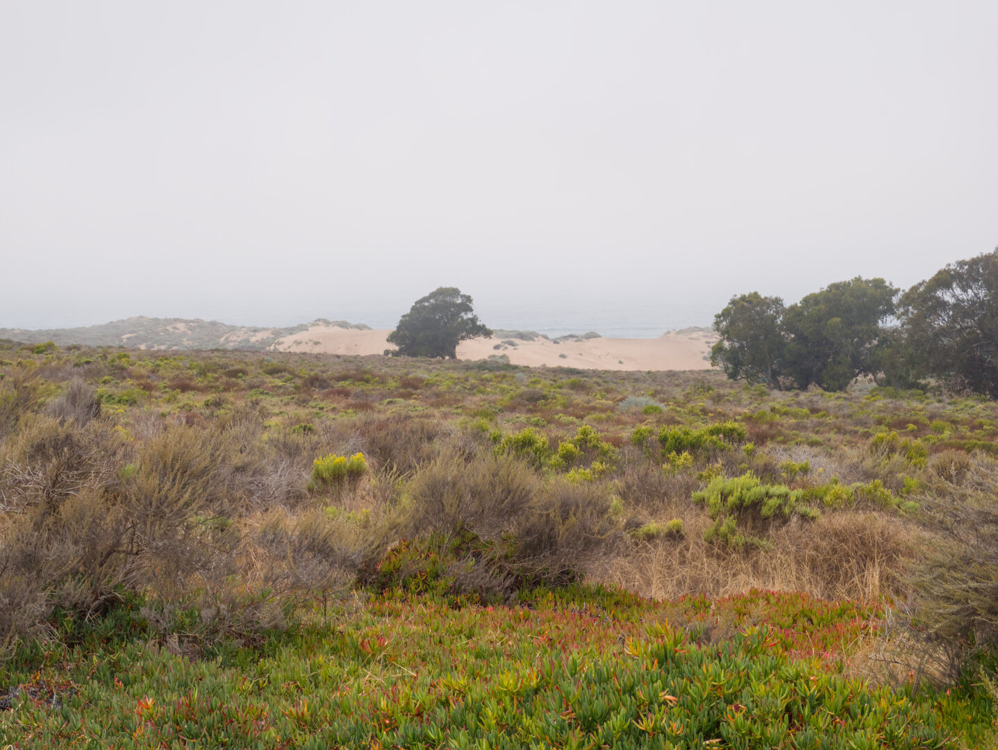 A lone small tree stands out in front of dunes on a beach. In the foreground is a field of shrubs and ice plants