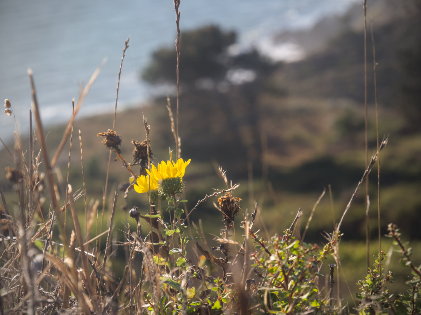 A yellow flower with many petals back lit by the ambient light in front of a landscape with a tree near the ocean
