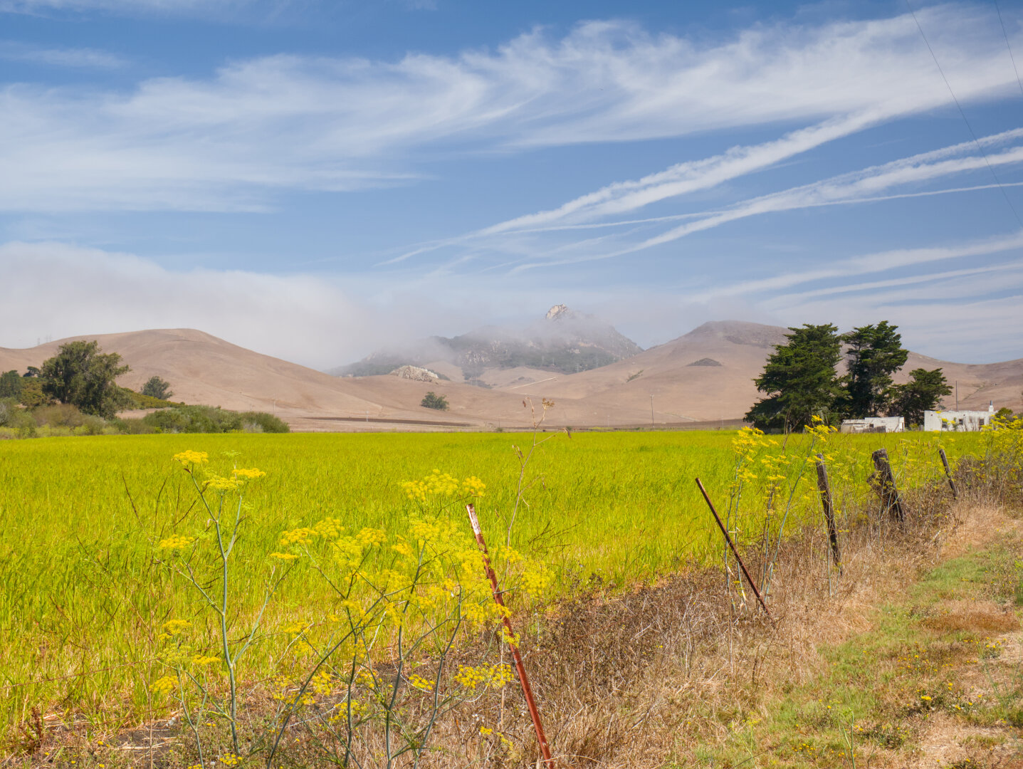 A field of yellow flowers, with a peak in the clouds in the distance