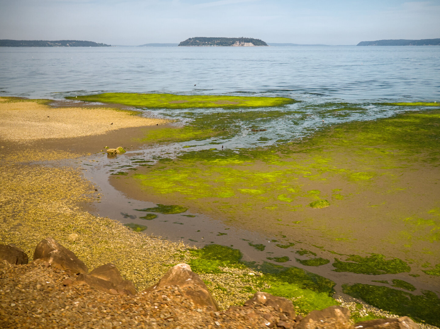 A little stream curves through a beach into the ocean. There's a lot of algae on the beach.