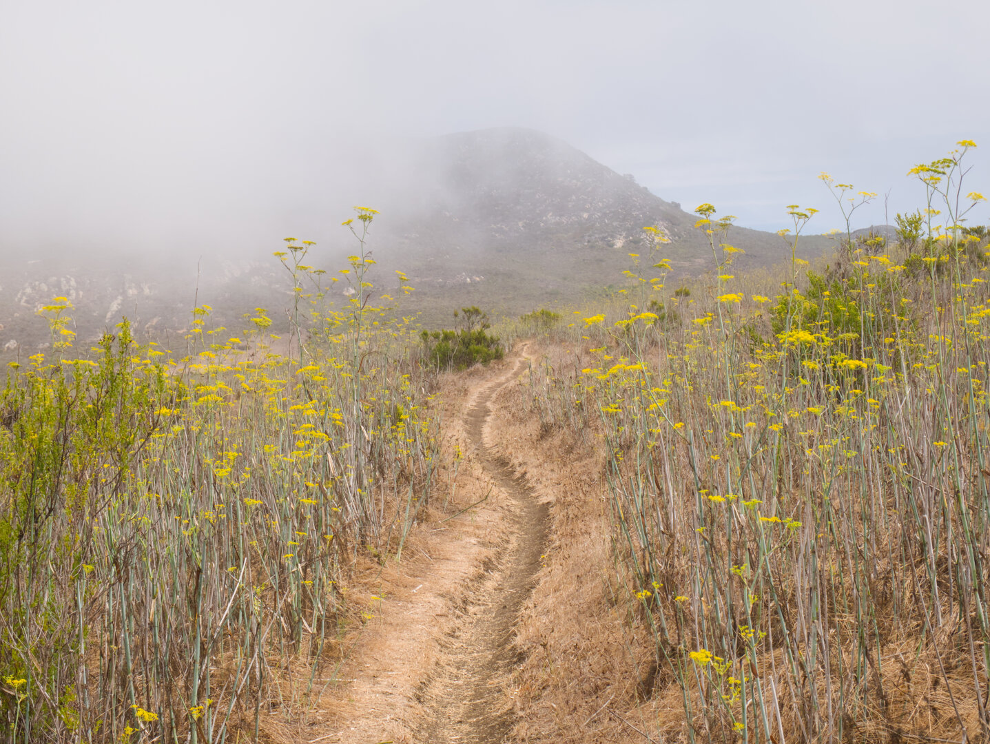 A single track trail leads into the scene up a foggy mountain. By the trail is a field of wild fennel with dry stalks and yellow flowers.