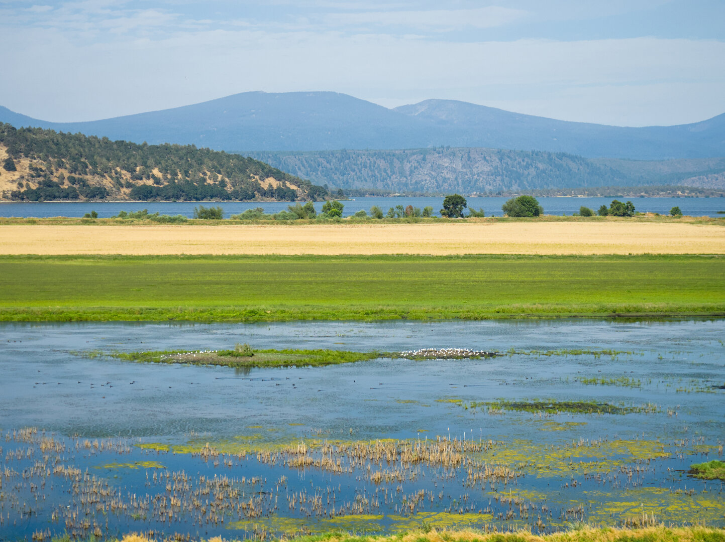 Shallow lake with wetland and a little island full of white birds, with mountains in the distance