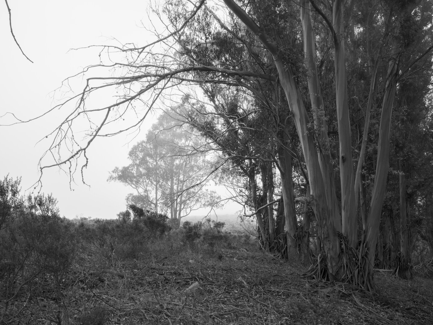 A tree in the fog is framed by trees closer to me on the right. On the left are shrubs.