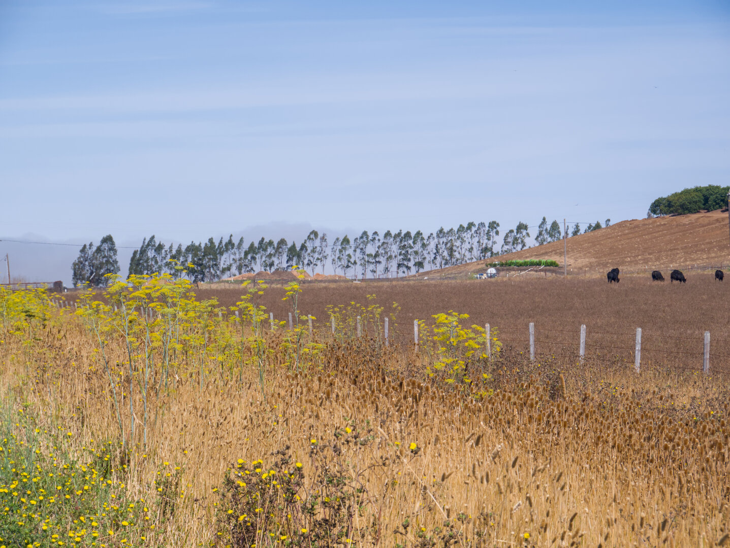 Looking across a dry field where many black cows graze. There's a row of tall trees at the horizon. In the foreground is some wild fennel with yellow flowers and some dry thistles.