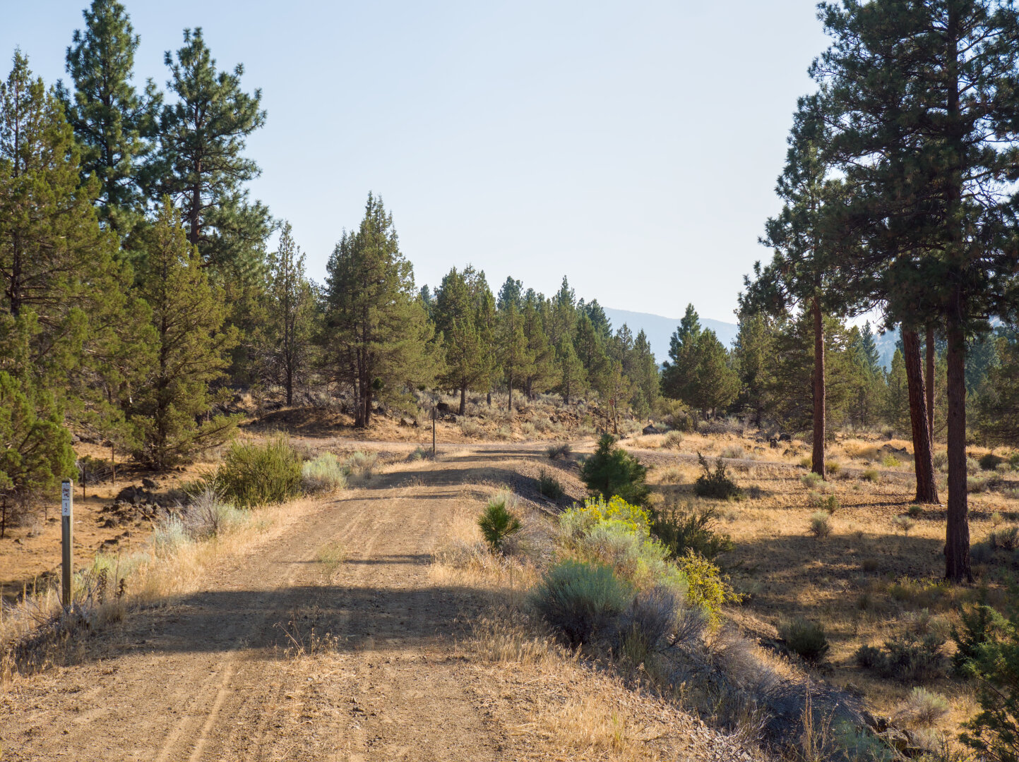 Gravel road passes through arid landscape with sparse trees and dry forest floor