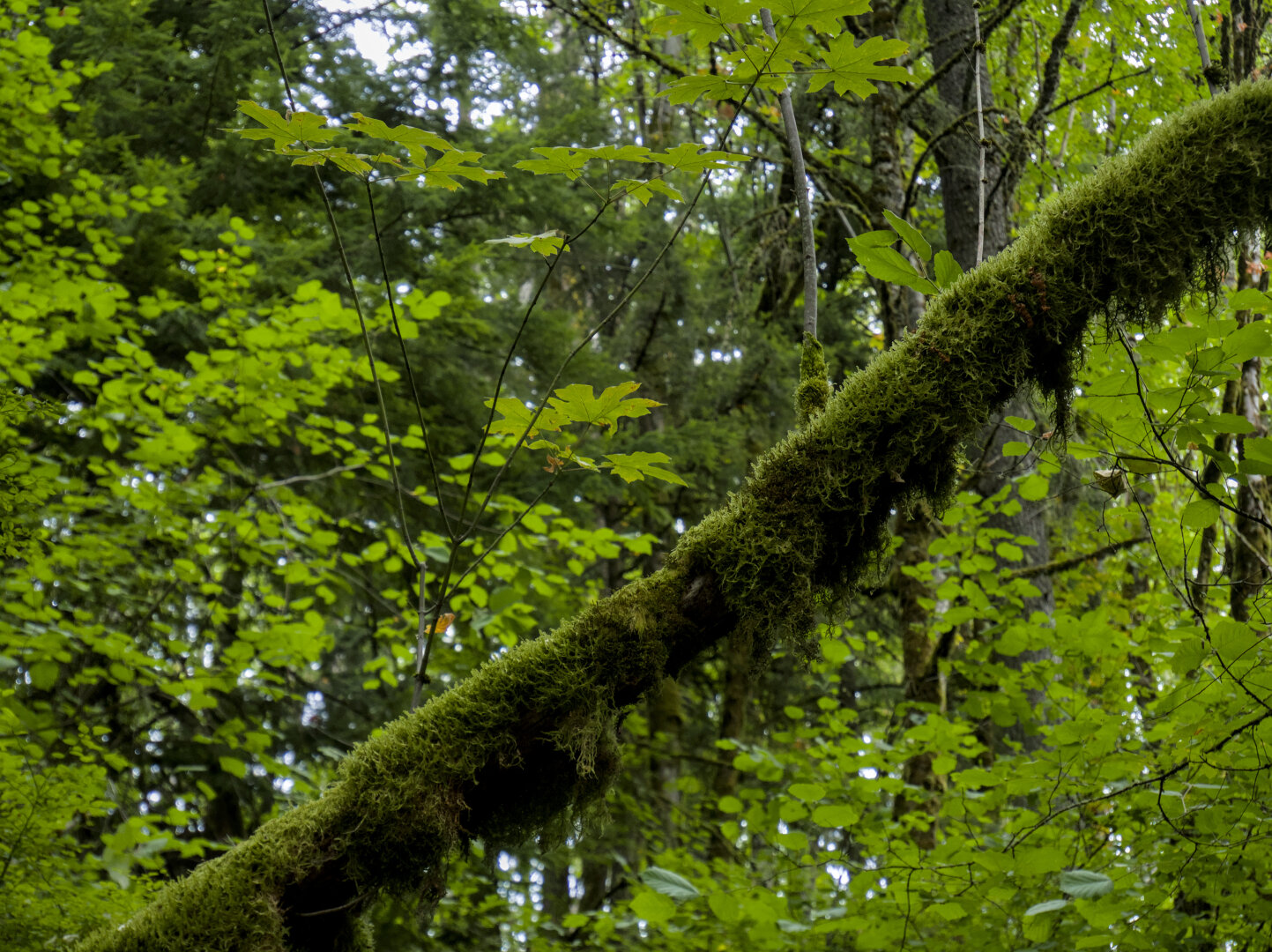 A thin fallen tree sits diagonally in this photo, covered in moss.